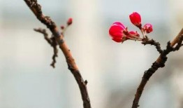 爆料海棠是谁发明的呢视频,探寻“爆料海棠”背后的传奇故事